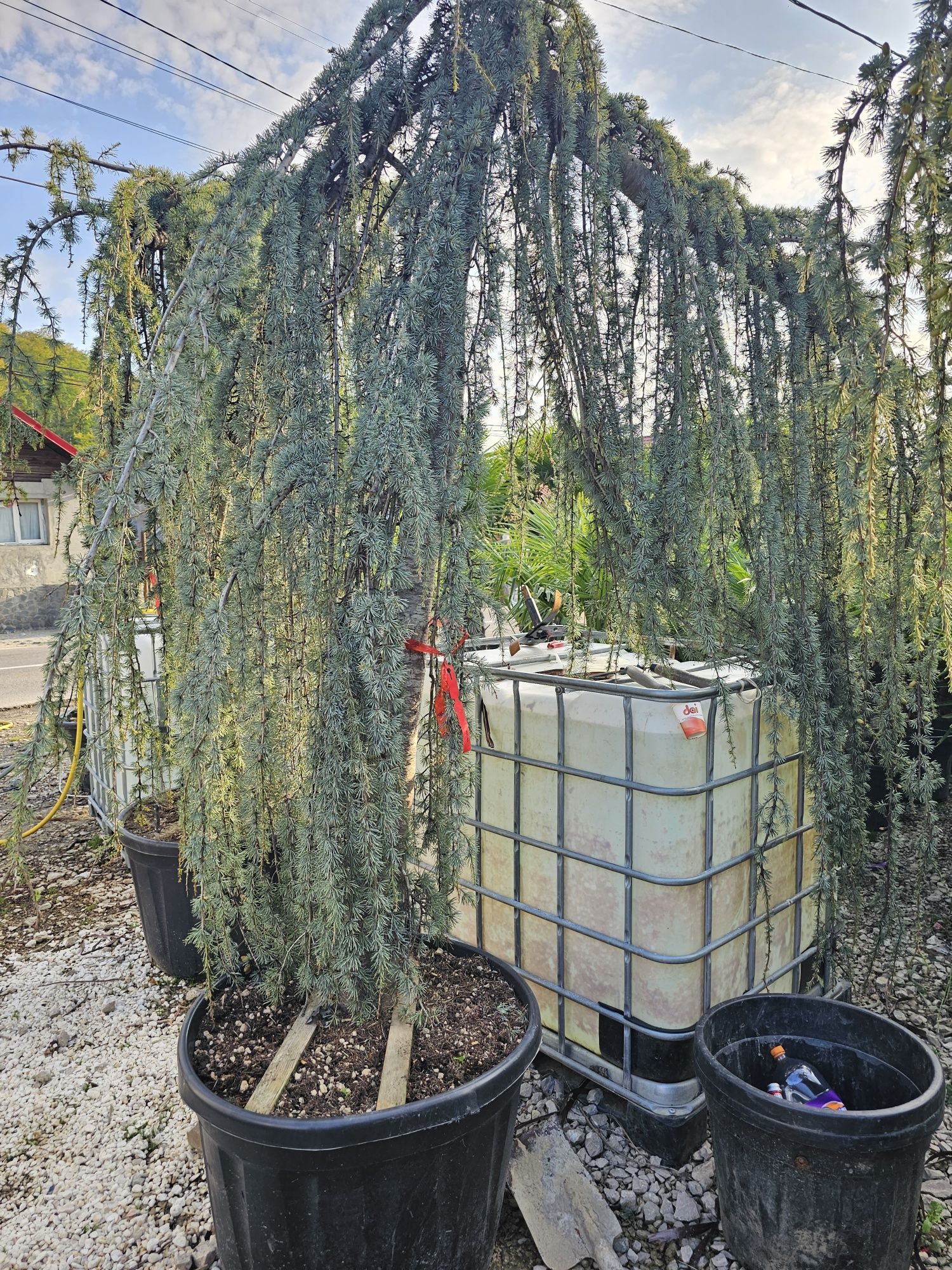 Cedru plangator ( vand cedrii pendulari ) cedrus atlantica glauca