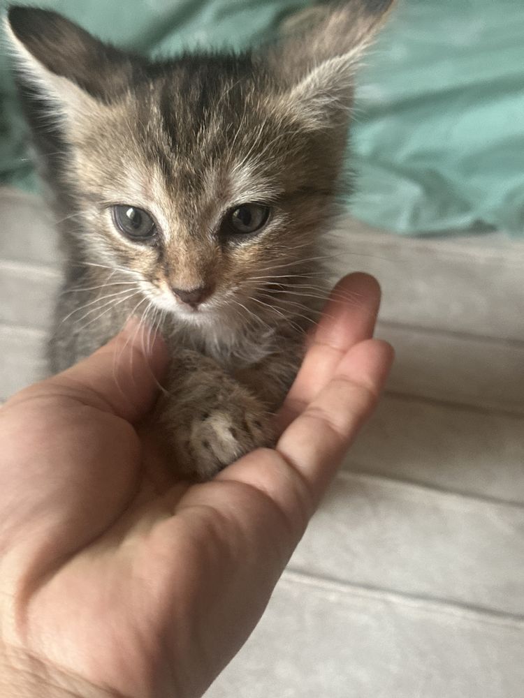 Котенок. Серый, рыжий, и смешанний цвета котята. Не обычным цветом.