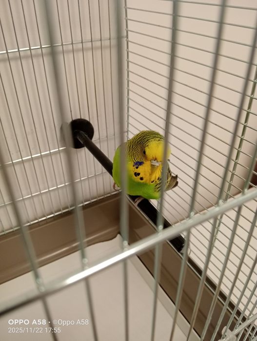 Donez un papagal perus