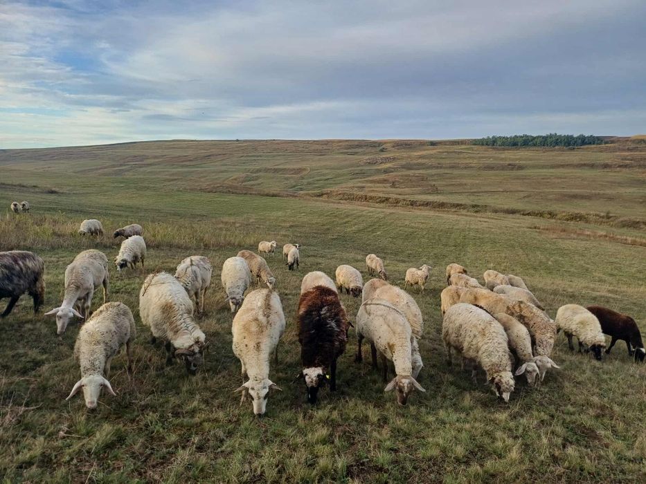 Vând oi metis lacun cu carabaș