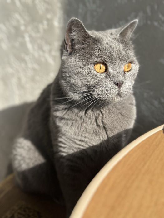 Отдам кошечку