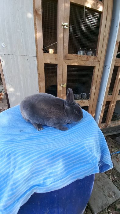 Iepurași de rasă rex pitic