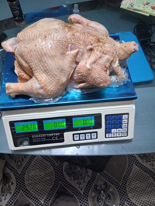 Puicuțe ouătoare și pui de carne