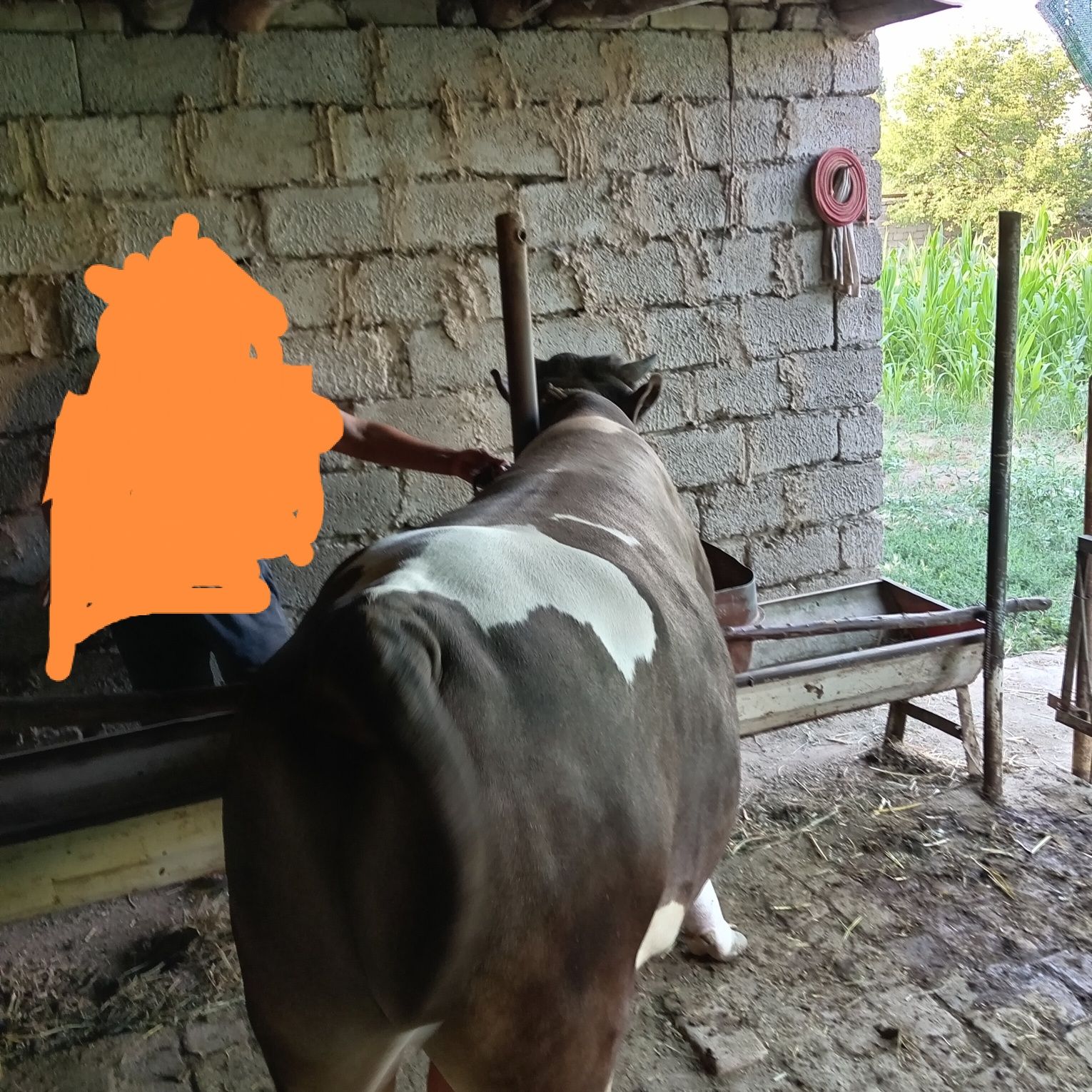 Shevetsaliya buqasi zotti tozza