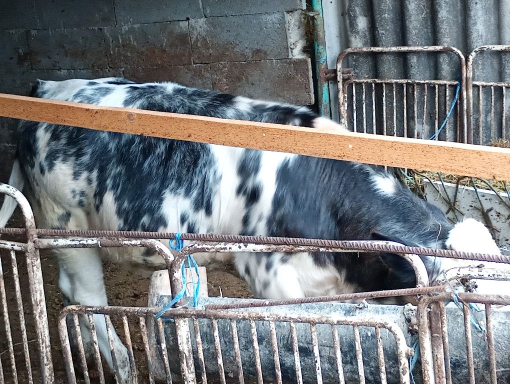 Vând vaca și vitei