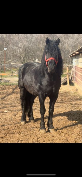 Disponibil armasar de 6 ani