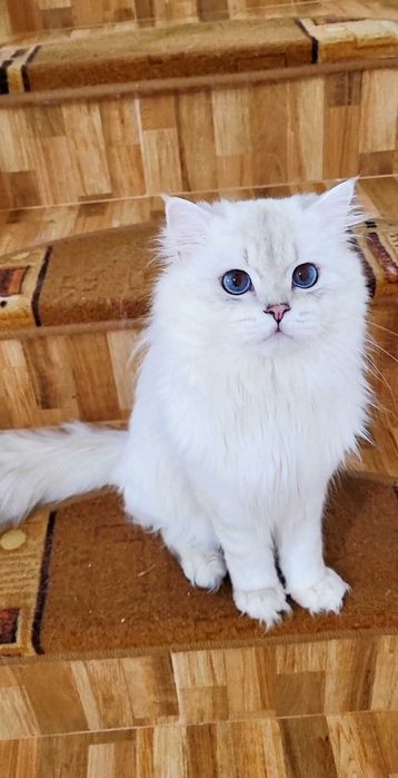 British longhair baiat superb cu ochii albastri intens