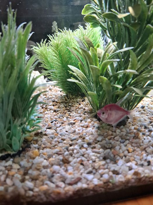 Acvariu Aquael LEDDY PLUS 54 L