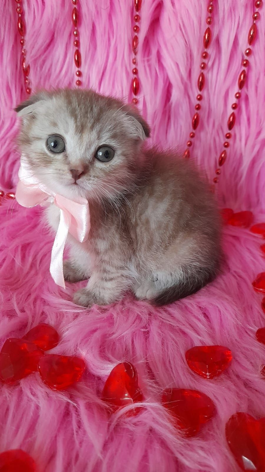 Вислоухие котята
