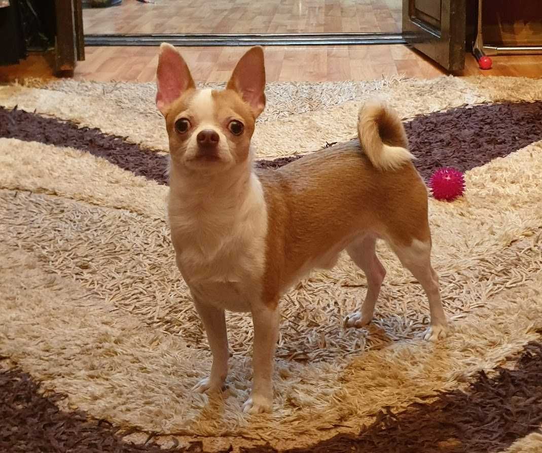Вязка чухуахуа кобель 2 года | Chihuahua juftlashishi