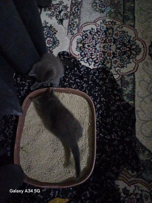 Скоттиш страйд мушукча угил