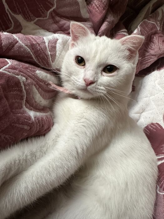 Turetskiy Angora