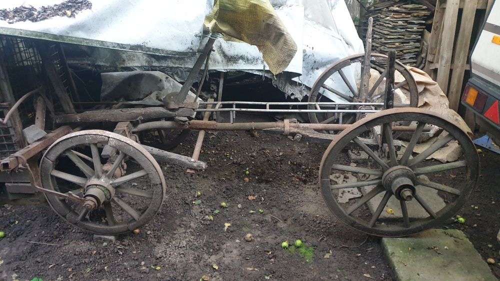 Car de boi 100% autentic