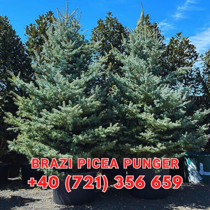 Tuia lilandi cupressocyparis & zmarard & multe alte plante va stam la