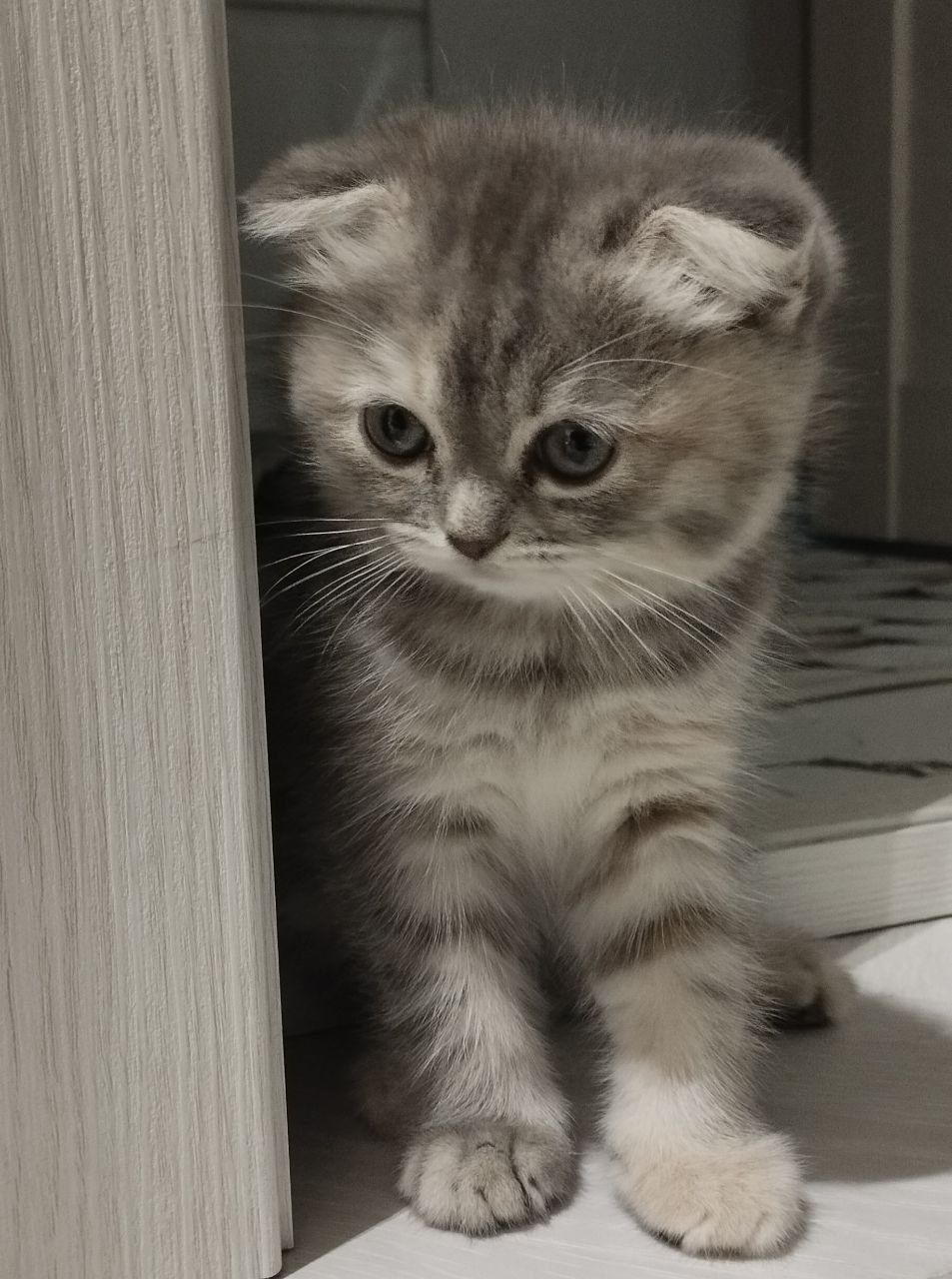 Пародистые котята Скоттиш фолд