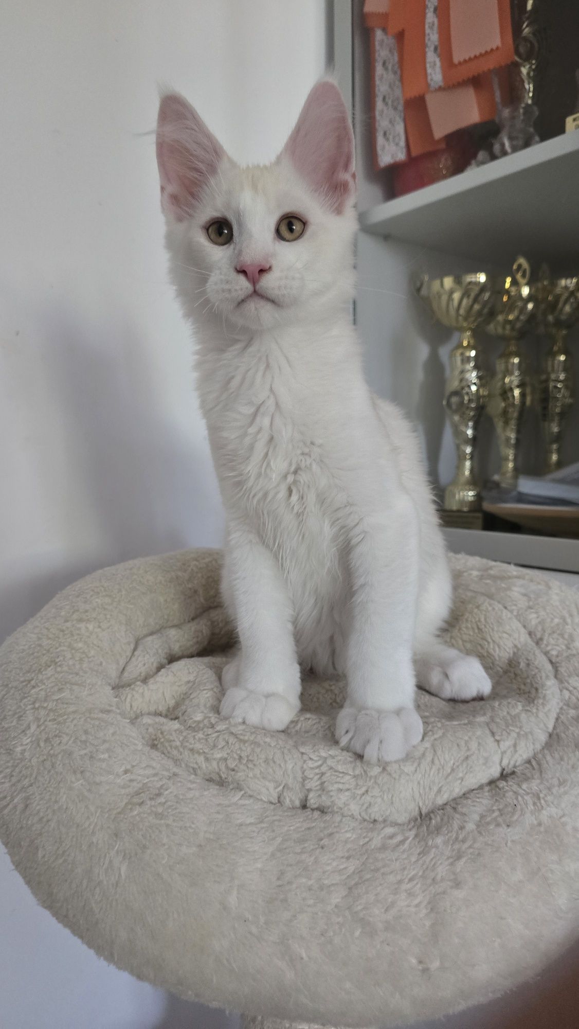 Felisă autorizată vinde Maine Coon cu pedigree