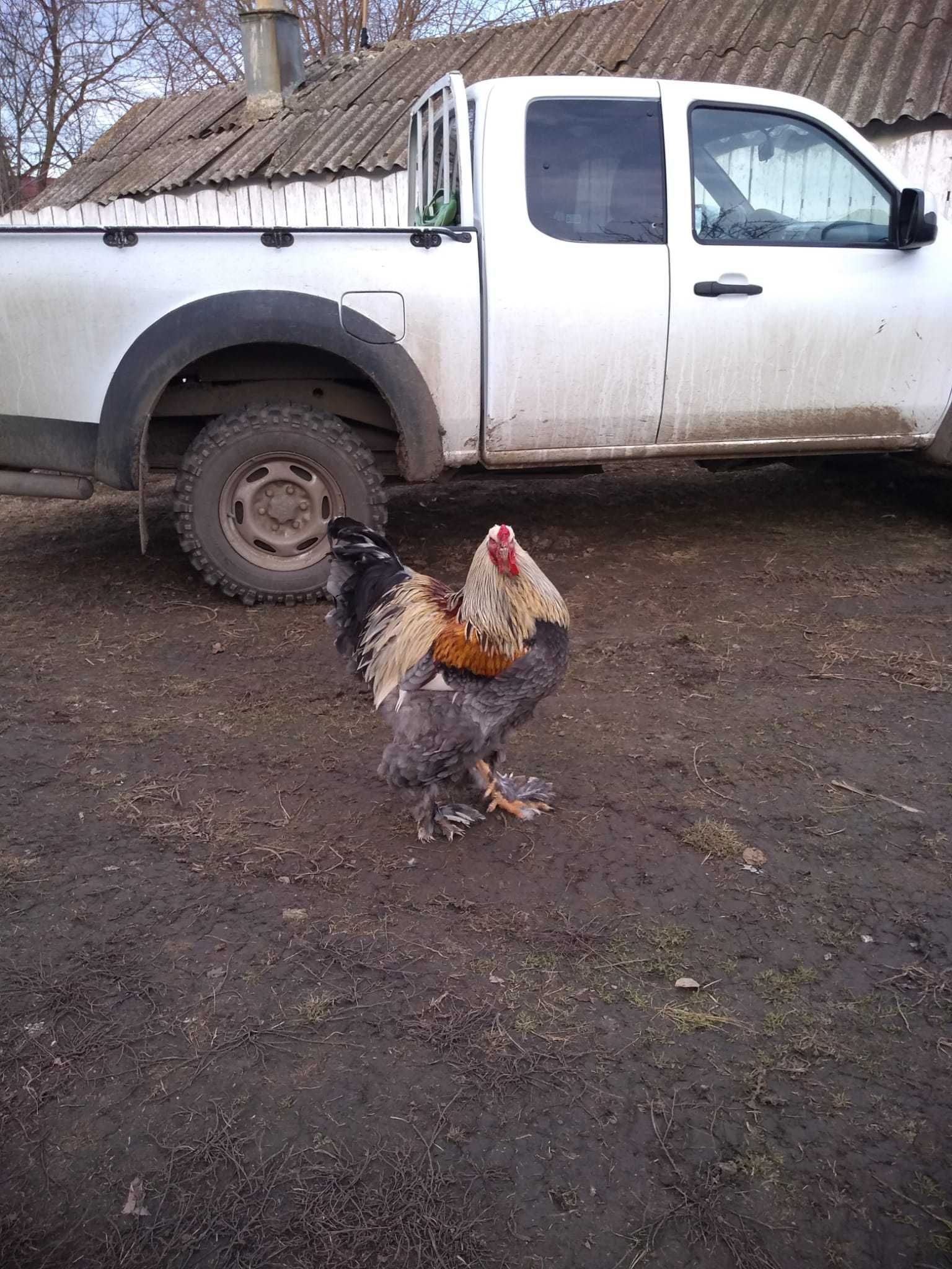 Vând ouă Brahma pentru incubat