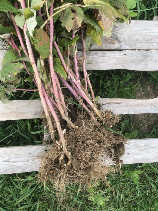 de vanzare butase de zmeura fertodi zamatos