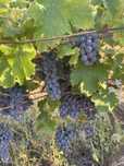 Struguri de vin  Feteasca Neagra 250 de kg