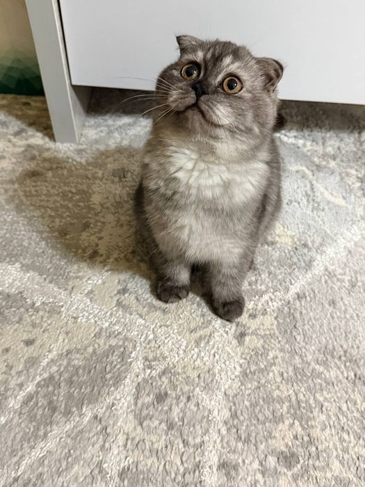 Скоттиш Фолд девочка