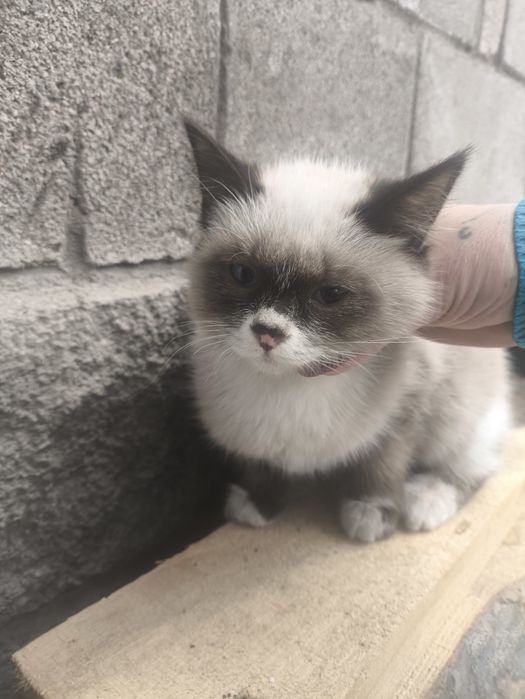 Отдам кошечку в хорошие руки