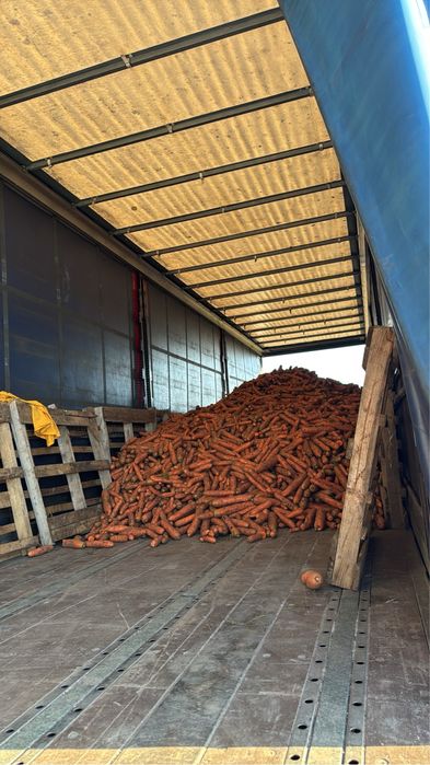 Morcov Disponibil Cantitati Mari