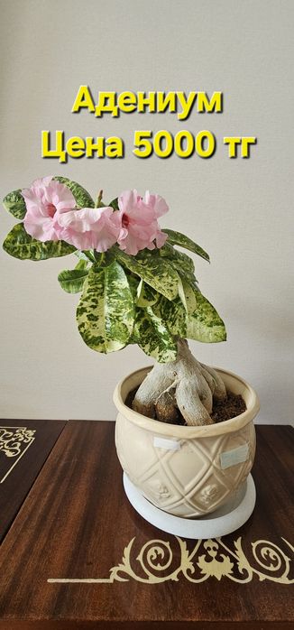Продам Адениум, комнатные растения