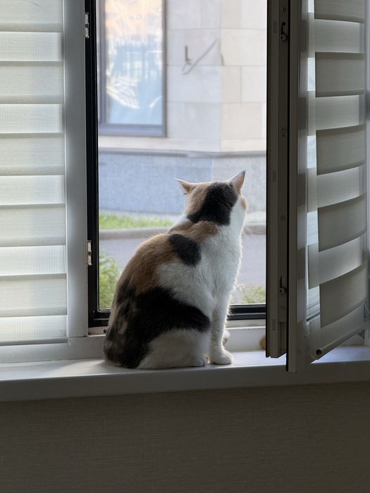 Отдам кошку в хорошие руки