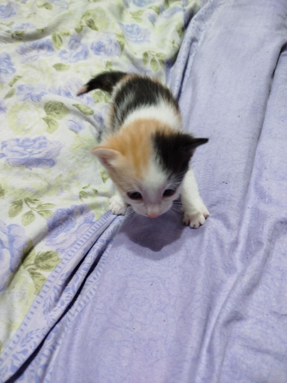 Котята. Отдаются.