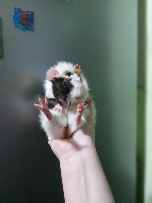 Продаётся морская свинка