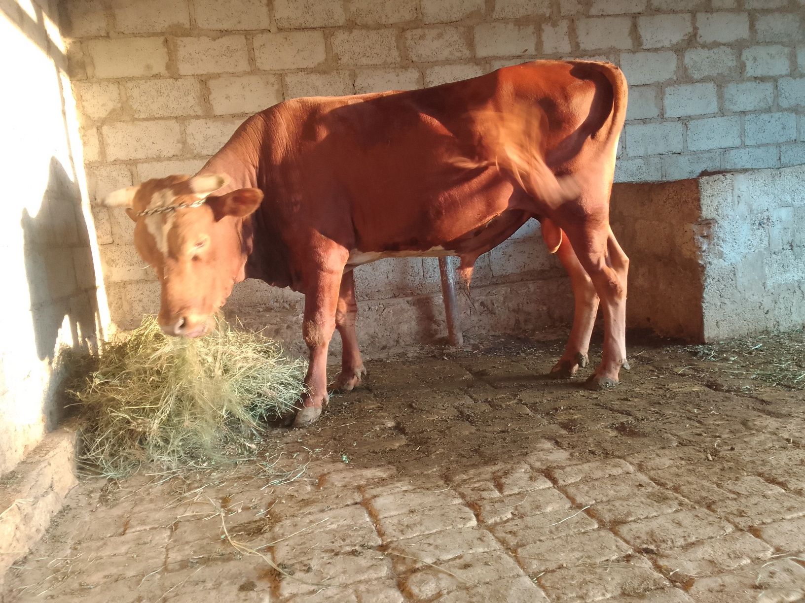 Buqa sotiladi.2.5 yoshar