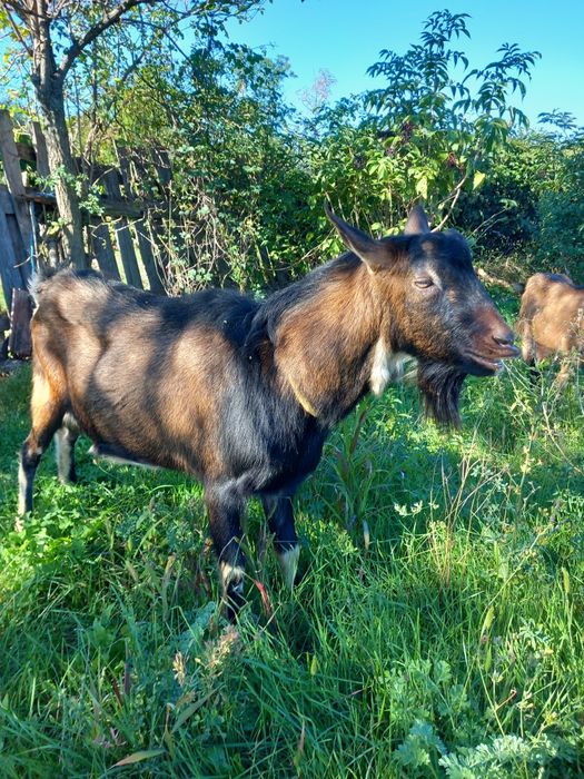 Vind țap alpin francez