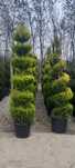 Vând și livrez in toata tara, plante ornamentale diferite specii
