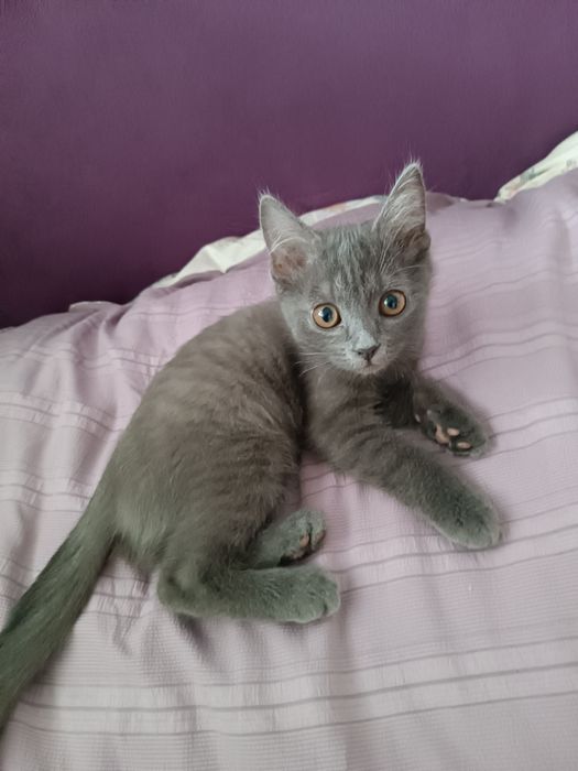 Котёнок домашний