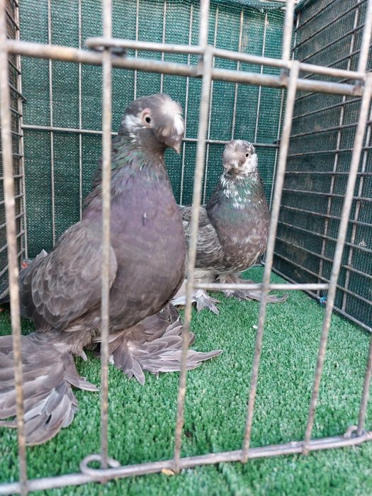 Jucatori de Botosani de vanzare