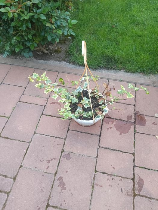 Ghiveci suspendat cu iederă