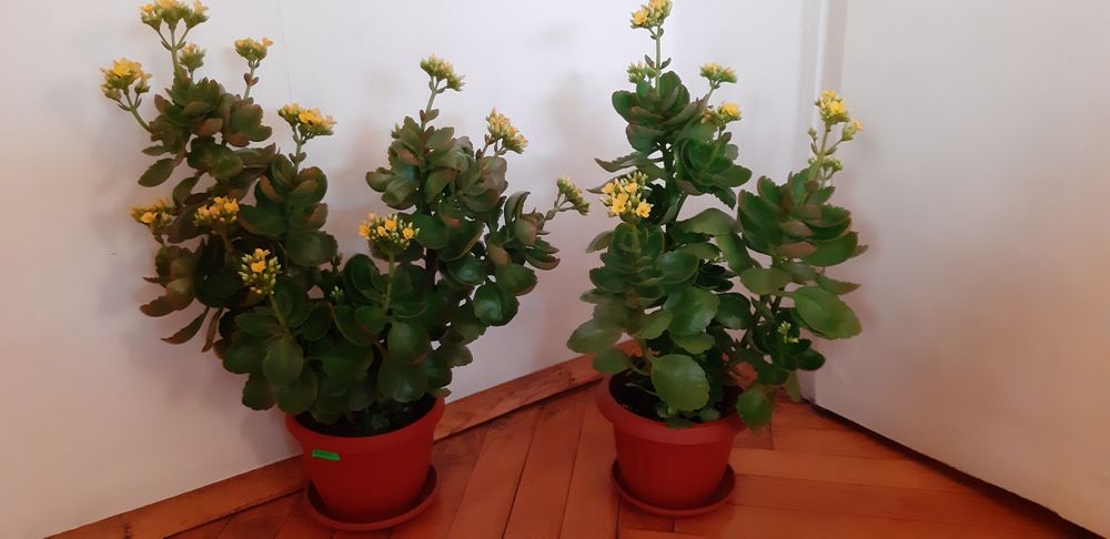 Каланхое различни цветове ,големина и други цветя