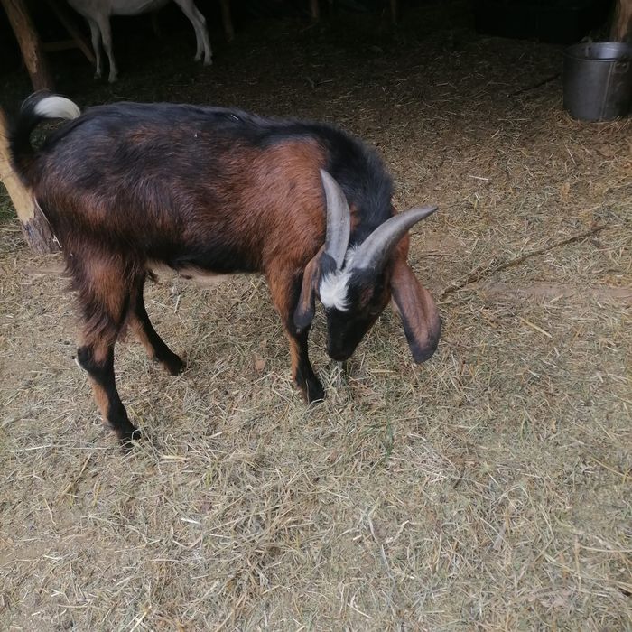 Vand iezi si iedute de rasa