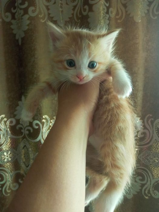 Хорошие маленькие котятки