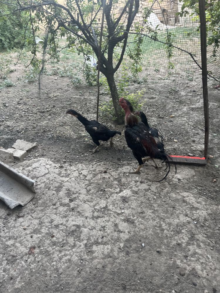 Dakan xoroz sotiladi bitada xamasi