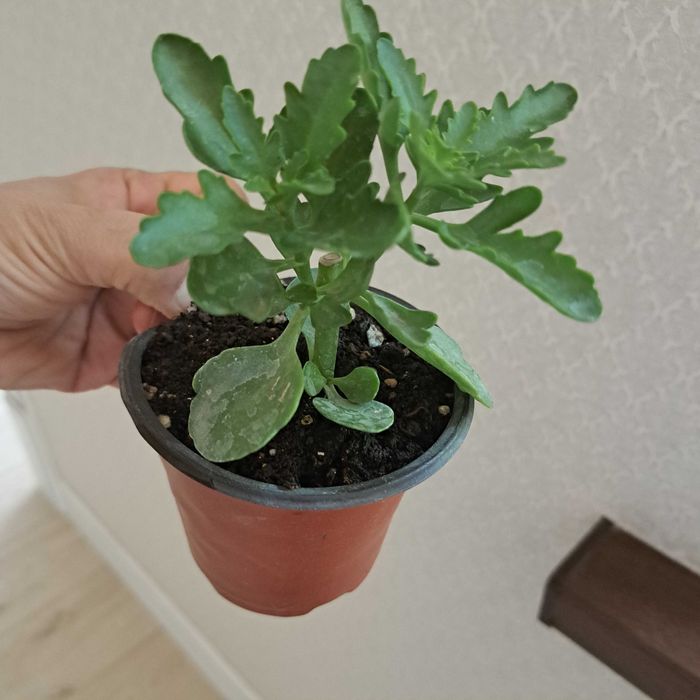 Каланхой цветут как на фото