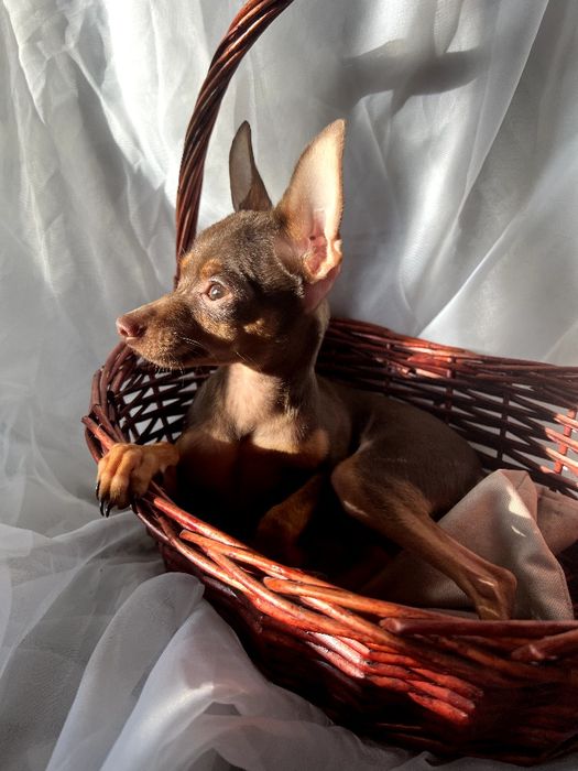 Кобели для вязки русского тоя