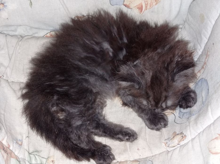 Мъжко персийско коте продавам