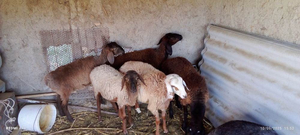 2ta urg'ochi 3ta erkak qazoqi. yetkazib berish xam bor