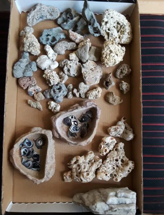 Corali,stele,arici de mare,scoici,etc