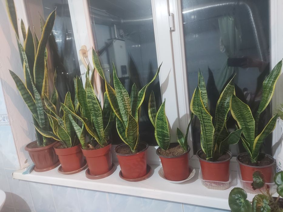 Комнатные цветы сансеверия