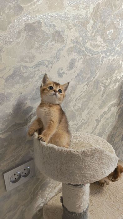 Продается котенок золотистая шиншилла