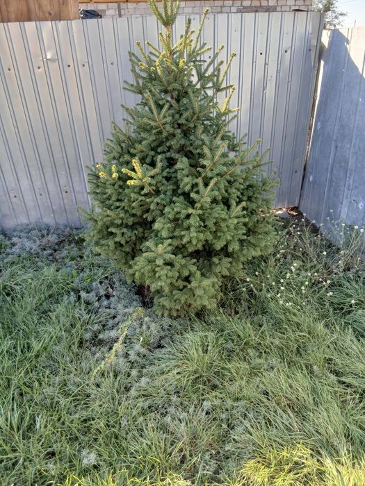 Ель ёлка ёлочка 2 шт.