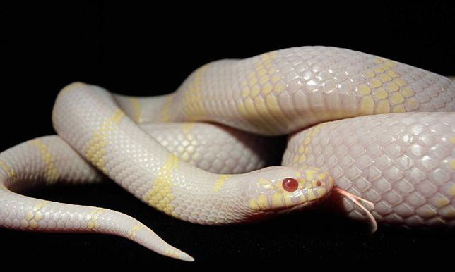 Змея калифорнийская альбино в "Живом Мире" на Толе би