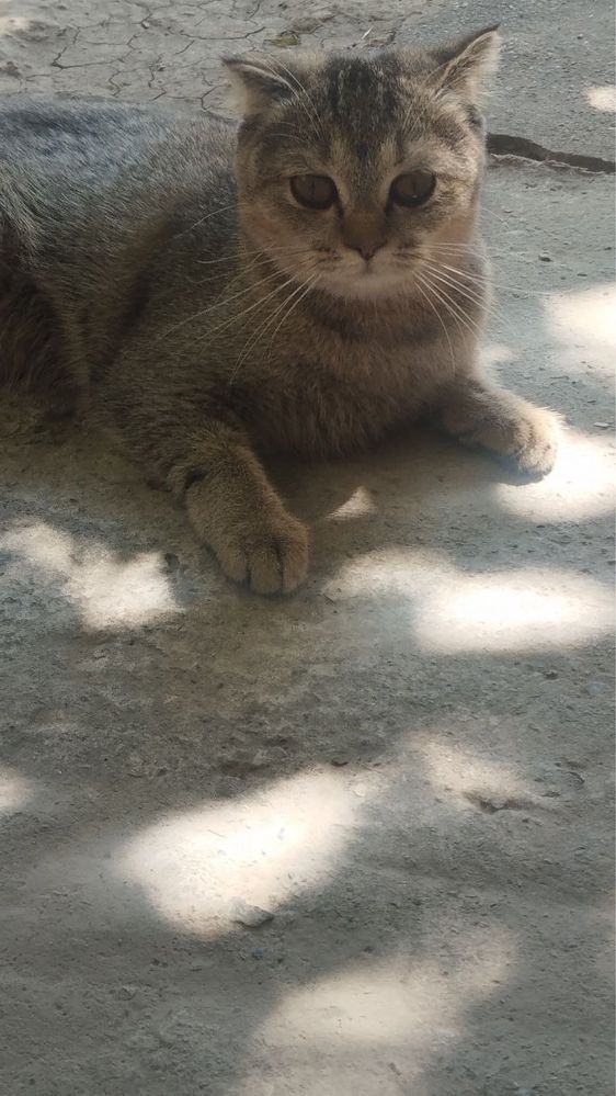 Бесплатно Scotch fold mushuk кошка mushu